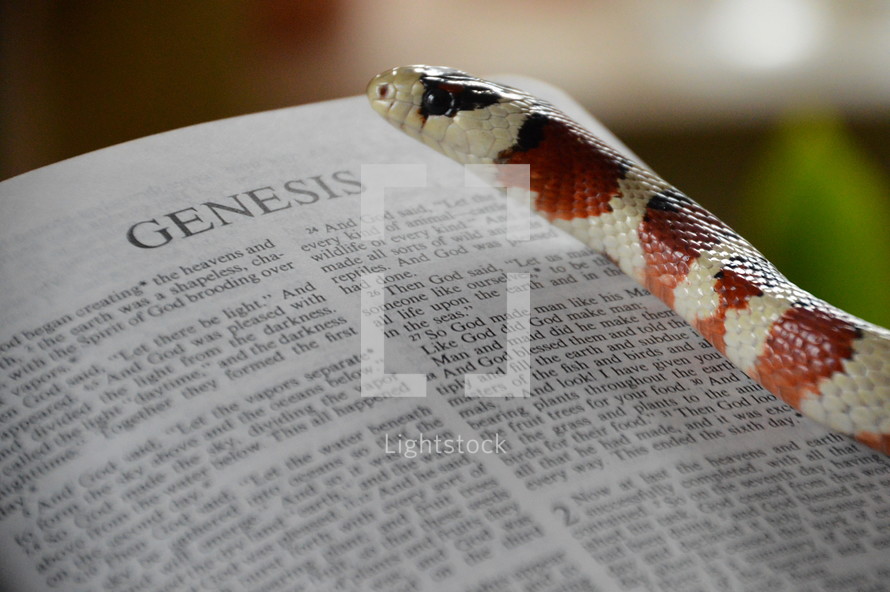 snake with bible opened up at Genesis.
snake, sin, temptation, serpent, Genesis, fruit, bible, forbidden, evil, tempting, tempt, tempted, liar, lie, lying, belie, untruth, ensnare, ensnaring, mislead, misleading, allure, alluring, delude, deluding, delusion, inveigle, entrap, trap, debauch, betray, deprave, lure, luring, venom, coiling, coil, coiled, color, signal color, red, white, black, the Fall, the Fall of Man, lapse, Adam, Eve, prohibited, interdict, interdicted, prohibit, prohibition, interdiction, forbiddance, restraint, ban