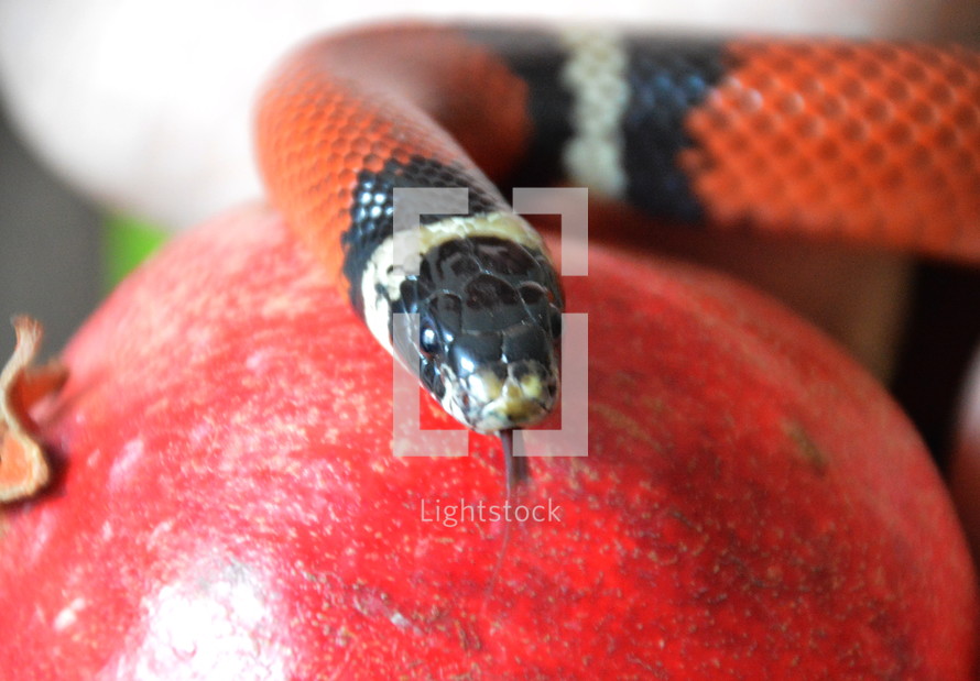 snake with forbidden fruit.