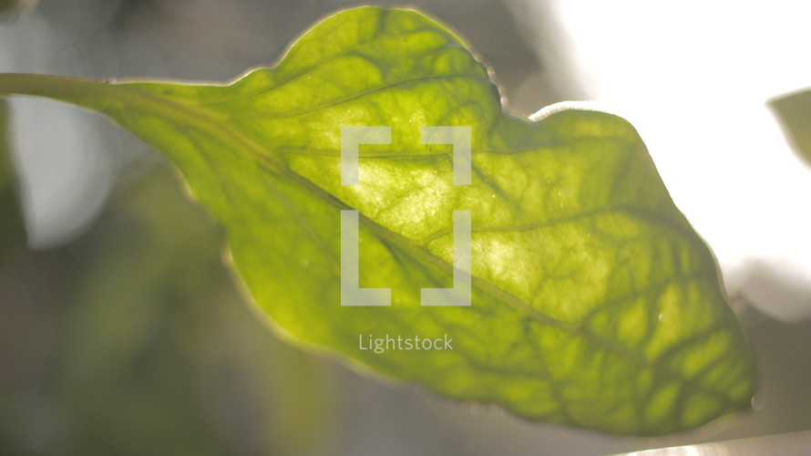 green leaf in sunlight 
