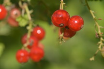 redcurrants in the bush, 
currants, redcurrants, harvest, ripe, fruit, garden, bush, shrub, crop, harvesting, blessing, provided, providing, provide, creation, food, nature, plant, fruits, nourishment, gardening, sweet, delicious, tasty, yummy, healthy, nature, natural, grow, growing, red, color, colour, colorful, earth, green, thanksgiving, Thanksgiving, harvest festival 