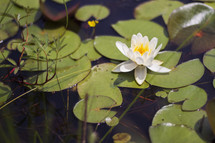 Water lily in a creek.