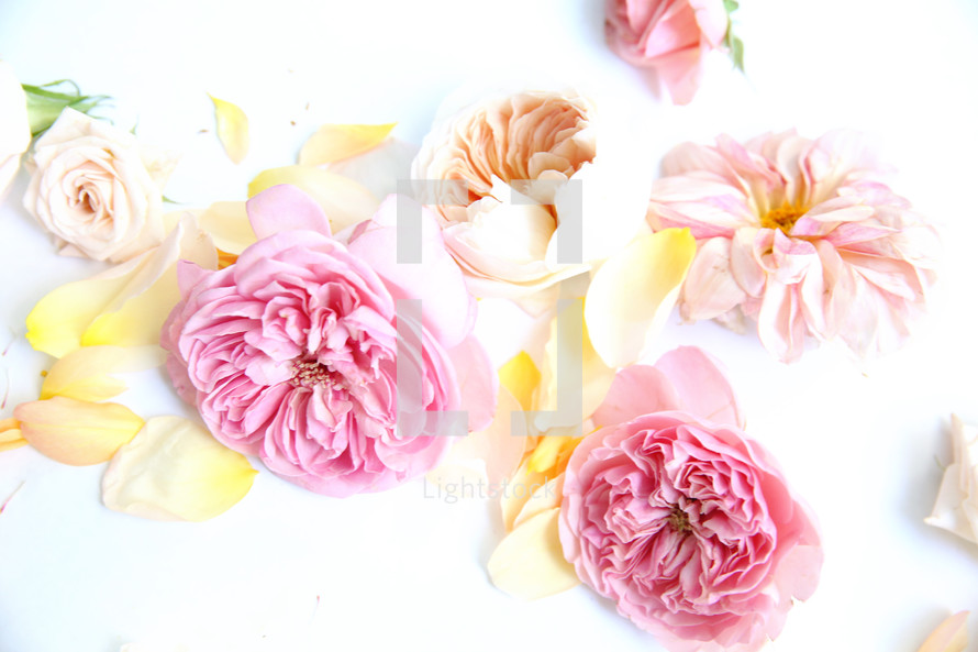 peach and pink flowers 