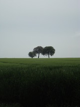 three trees growing in a field of grass