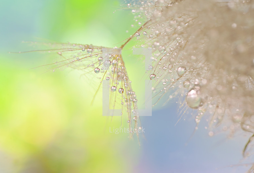 Dandelion seeds - fluffy blowball and soft nature background