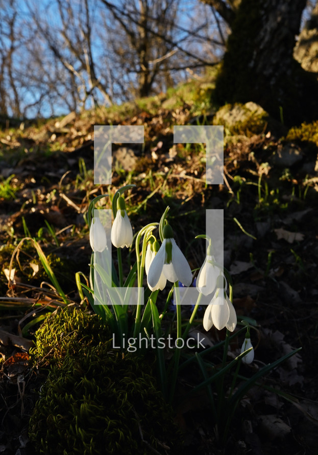 First spring flowers, snowdrops in romania forest