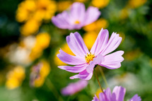 yellow and purple flowers 