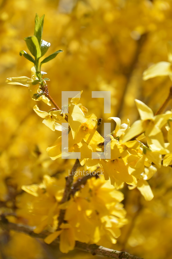 forsythia - yellow spring blossoms on branches 