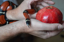 snake with forbidden fruit.