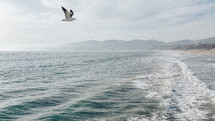 seagull flying over ocean water 