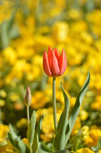 Two tulips in a meadow of flowers. 