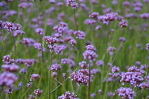 meadow out of delicate, little, lilac blossoms