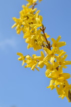 bright yellow forsythia in front of blue sky 