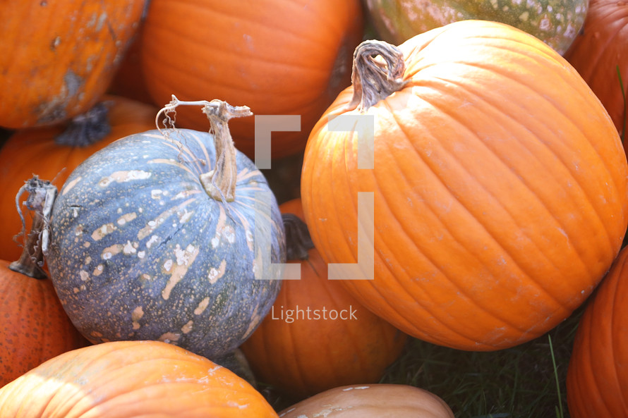 pile of pumpkins 