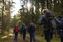 People hiking with backpacks in a green forest with big trees and ferns