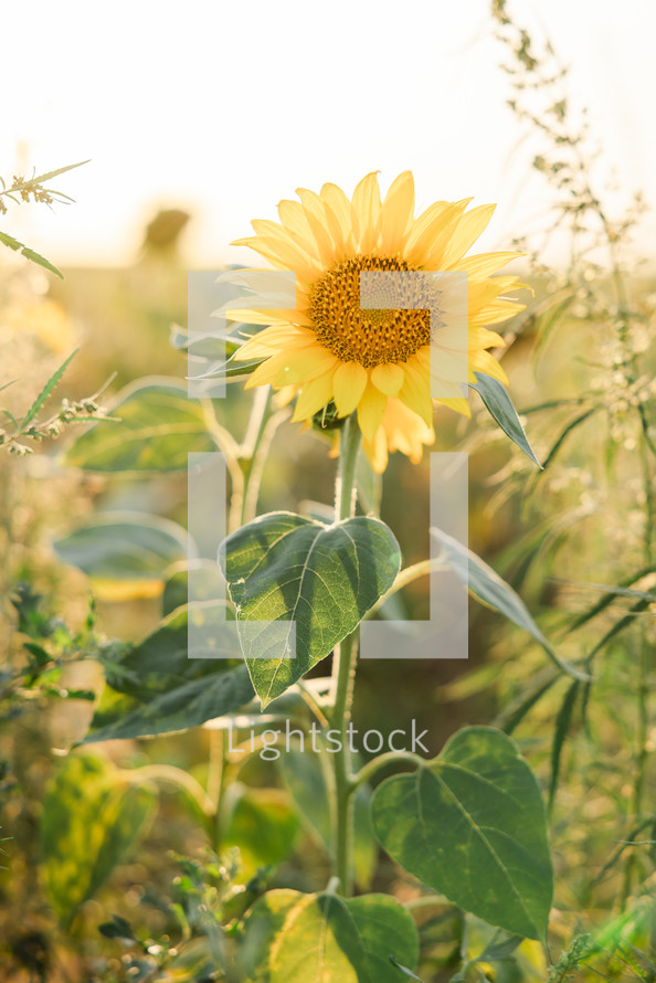 Big Sun Flower in the middle of field 