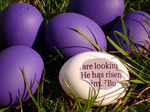 A white eggshell with a piece of the bible inside saying: HE HAS RISEN! between purple eggs in the grass, 