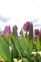 purple tulips in front of bright sky