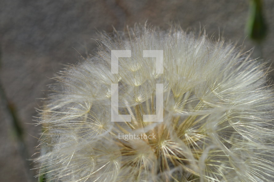 dandelion closeup 