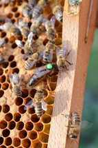 queen bee between other honey bees marked from the beekeeper with a green dot - easier to find in beekeeping and indicating the age of the queen