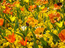 meadow of tulips, 
tulips, orange, yellow, purple, tulip, meadow, bloom, blossom, bright, spring, summer, flower, creation, green, beauty, beautiful, nice, lovely, fine, pleasant, fair, pretty, plant, sun, sunshine, flourish, outdoor, nature, vegetation, grow, growth, earth, world, natural, leaves, leaf, white, mother's day, mother, mom, mum, mommy, March, April, May