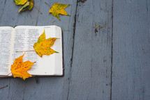fall leaves and an opened Bible 