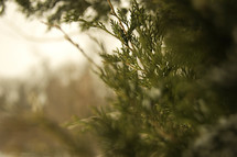 juniper closeup 
