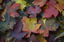 fall leaves background