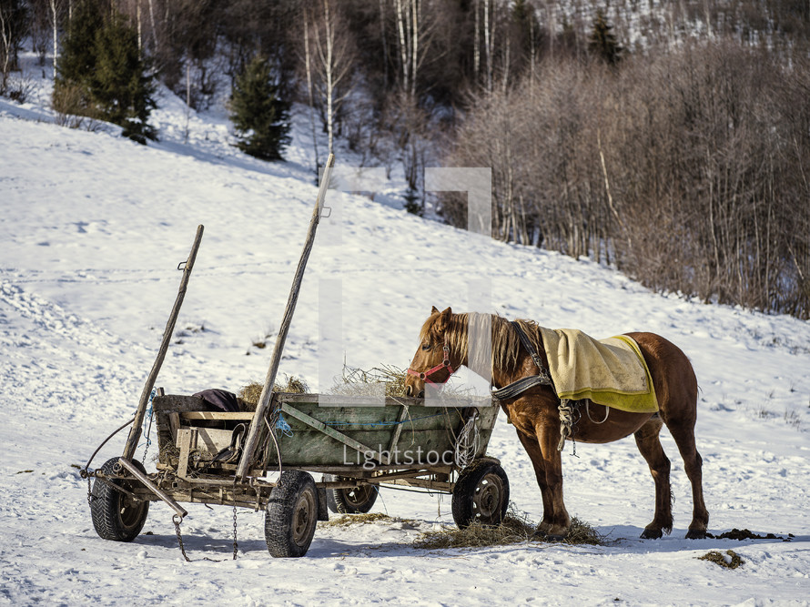 a horse eating hay out of a wagon in snow 