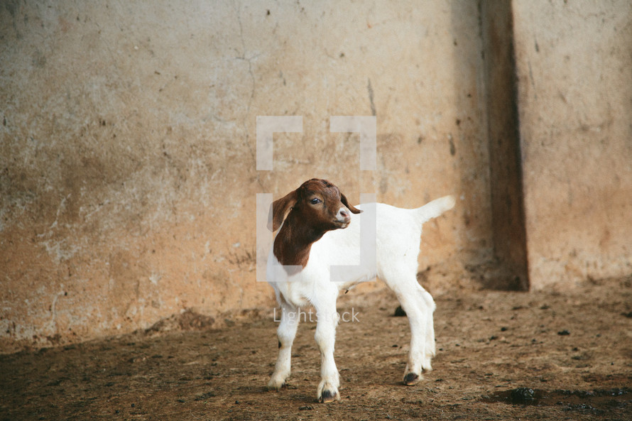 goat on a farm 