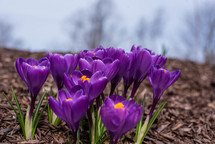 purple crocus flowers 