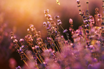 close up of bushes lavender blooming scented fields on sunset. lavender purple aromatic flowers at lavender fields of the French Provence near Paris