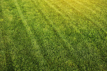 Green grass close-up. cut green juicy lawn. Alpine meadow densely overgrown with grass. Field of grass in perspective.