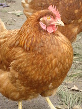 close shot of a chicken, 
chicken, farm, chicken yard, chicken-run, hen, eggs, brown, animal, pet, domestic pet, livestock, farm animal, chickens, hens