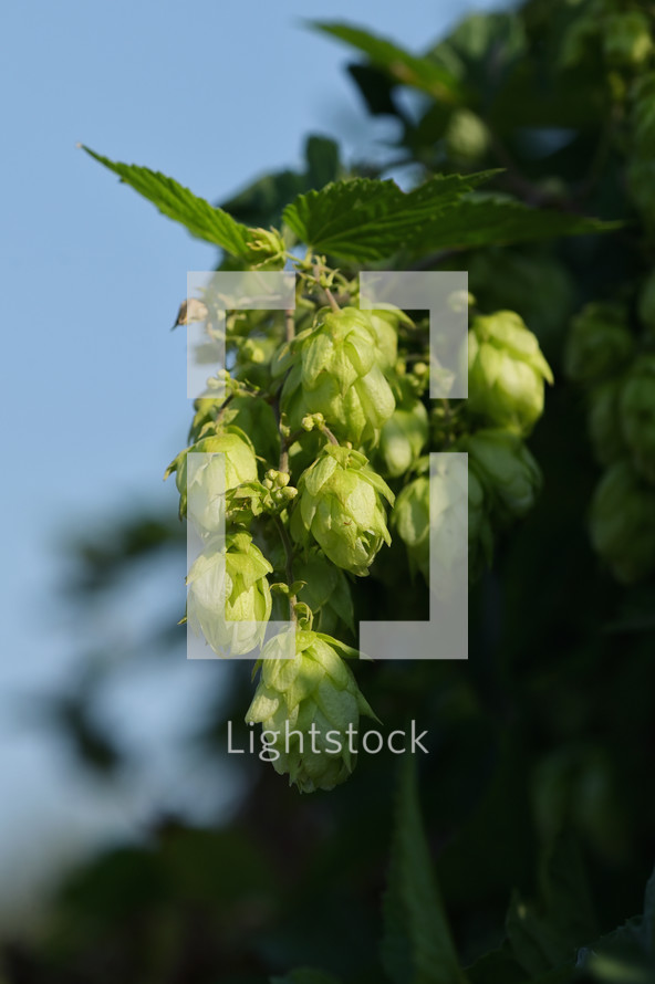 green hops on a branch 