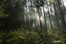 Backlit beautiful misty forest scene with trees and ferns in foreground