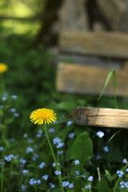 dandelion and tiny wildflowers 