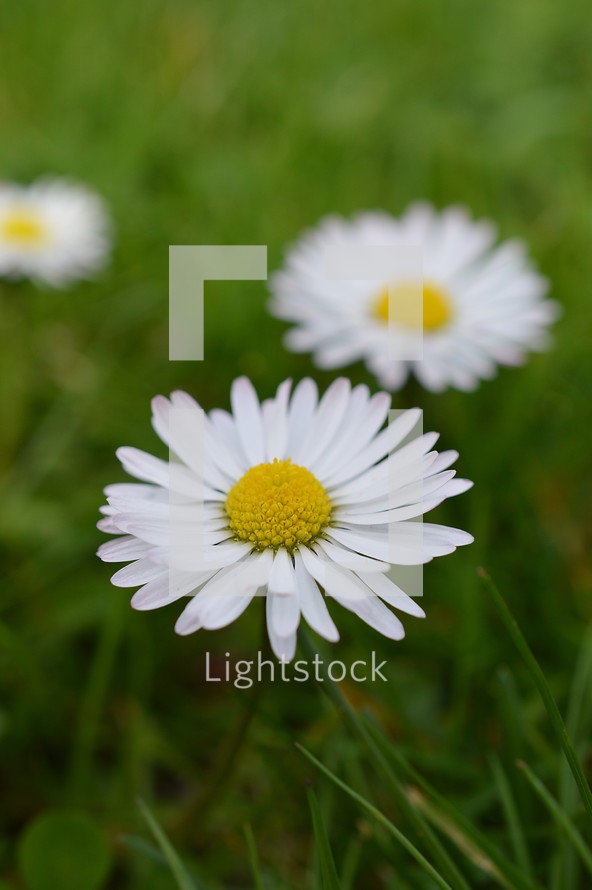 daisies in the grass up close