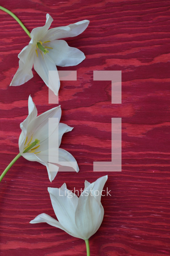 white lilies on a red wood background 