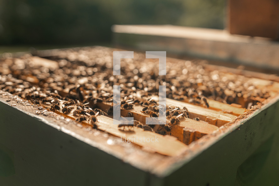Close-up photo of honey bees on a wooden beehive, beekeeping hive, beekeeper