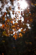 autumn leaves on branches 