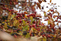 red berries and fall leaves on a branch 
