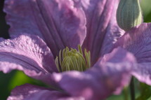 delicate purple clematis up close