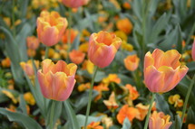orange tulips 