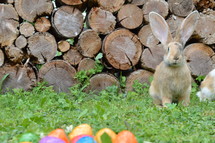 a rabbit and Easter eggs in grass