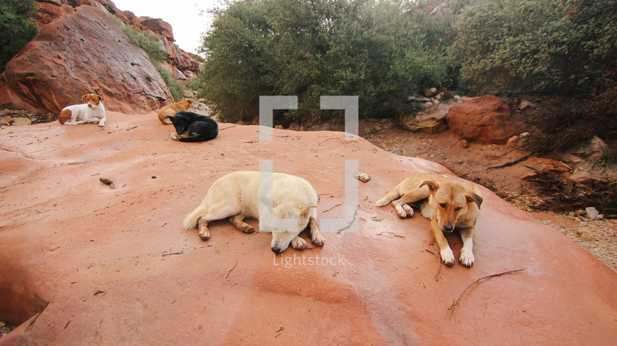 dogs resting on red rocks 