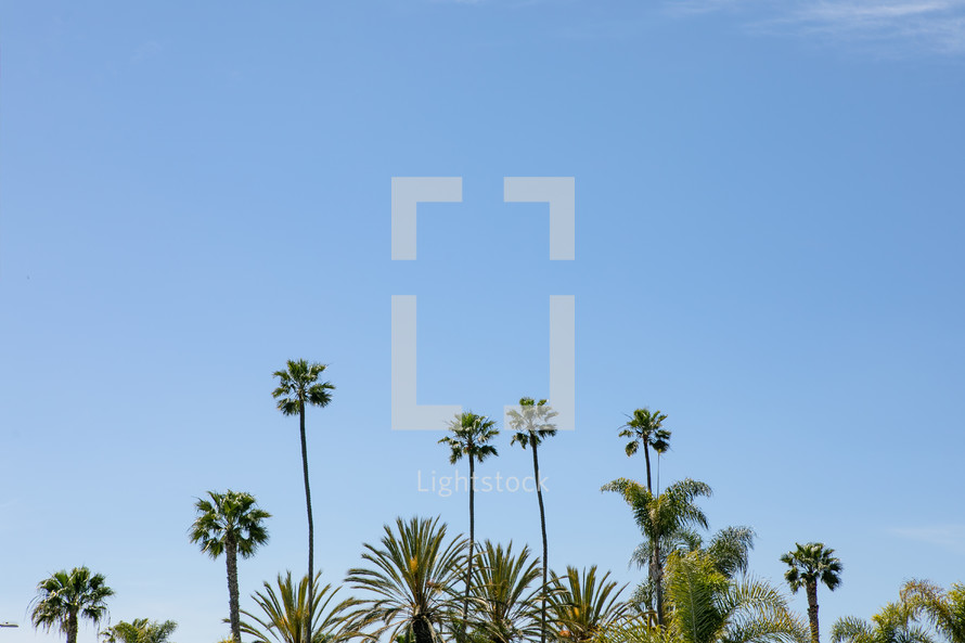 tall palm trees against a blue sky 