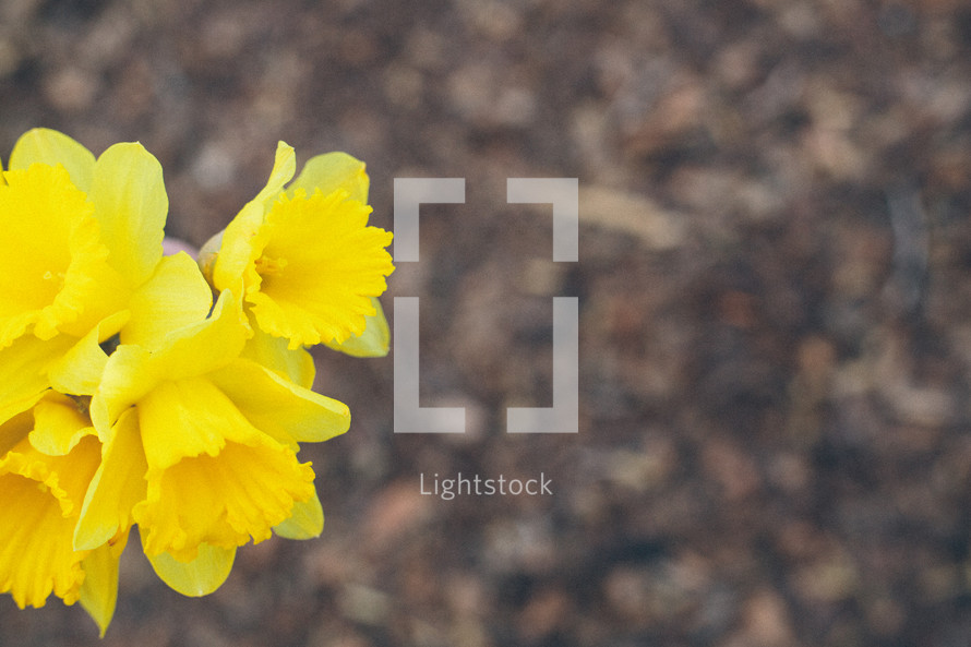 Daffodils outside.