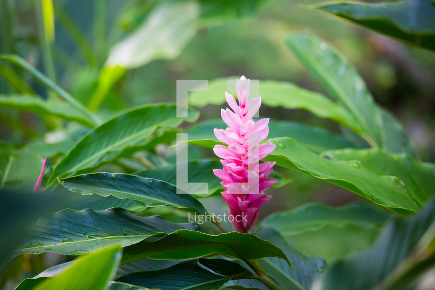tropical flower 
