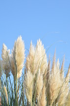 fuzzy tops of tall grasses 