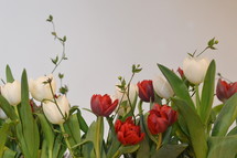 Row of red and white tulips in front of a white background. 
tulips, red, white, tulip, bloom, blossom, bright, spring, flower, flowers, creation, green, beauty, beautiful, nice, lovely, fine, pleasant, fair, pretty, plant, flourish, natural, leaves, leaf, green, mother's day, mother, mom, mum, mommy, March, April, May, gift, present, thank you, thanks, floral, bunch, row, frame, edge, rim